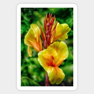 Canna Lily Sticker